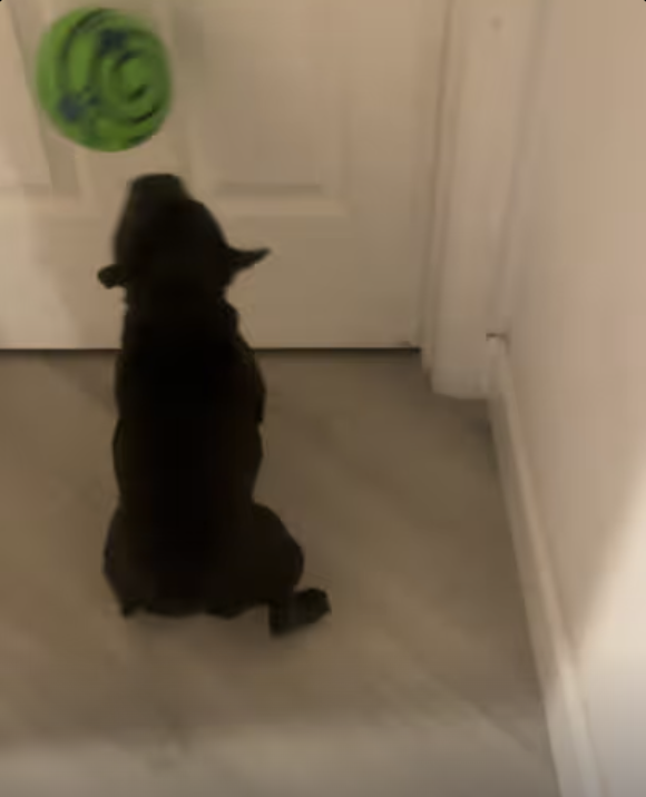 Giggle Ball turns little Frenchie into Tasmanian Devil !!!